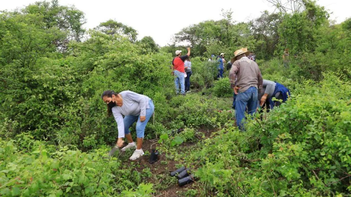 reforestacion-angelina-cerro-tortuga (2)